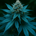 Blue Dream Cannabis