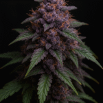 Strain Spotlight: Granddaddy Purple (Natural Nighttime Relief for Pain & Sleep)