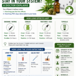 How Long Do Cannabis Effects Last